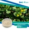Purslane (Portulaca oleracea) is a plant that is commonly found in many parts of the world and has been used for centuries for its medicinal properties. Purslane extract is a concentrated form of the plant, which is usually used as a dietary supplement.